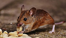 24 Hour & Emergency Exterminators in Preble, NY